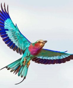 Flying Lilac Roller African Bird Paint By Numbers