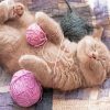 kitten With Pink Yarns Paint By Numbers