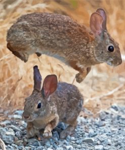 Leaping Rabbit Animal Paint By Numbers