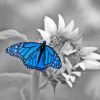 Monochrome Blue Butterfly Paint By Numbers