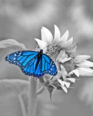 Monochrome Blue Butterfly Paint By Numbers