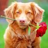 Puppy With Rose Paint By Numbers