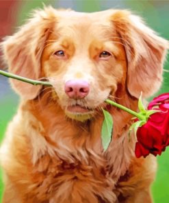 Puppy With Rose Paint By Numbers