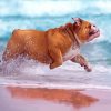 Running Dog In Beach Paint By Numbers