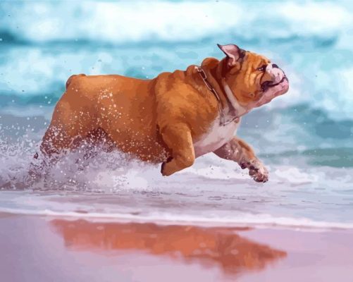 Running Dog In Beach Paint By Numbers