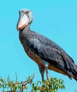 Shoebill On Tree Paint By Numbers