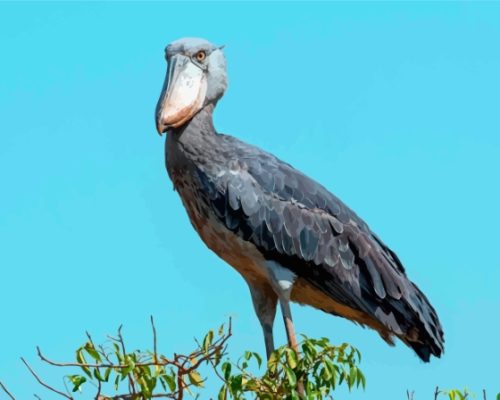 Shoebill On Tree Paint By Numbers