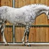 Sport Horse Paint By Numbers