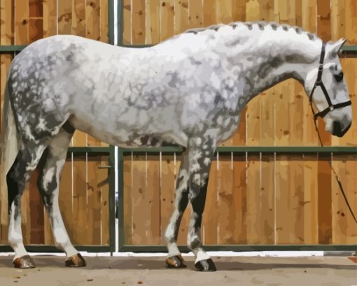 Sport Horse Paint By Numbers