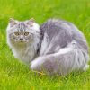 Tabby Persian Cat On Grass Paint By Numbers