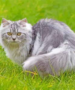 Tabby Persian Cat On Grass Paint By Numbers