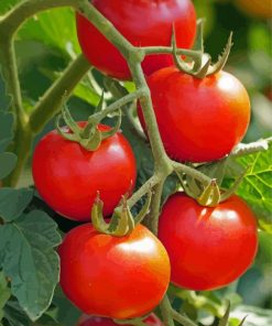 Tomato Plant Paint By Numbers