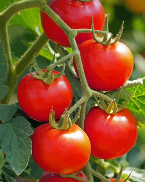 Tomato Plant Paint By Numbers