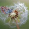 White Dandelion Butterflies Paint By Numbers