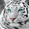 White Tiger Blue Eyes Paint By Numbers