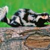 Aesthetic Skunk Paint By Numbers