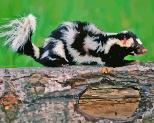 Aesthetic Skunk Paint By Numbers