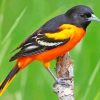 Baltimore Oriole Male Paint By Numbers