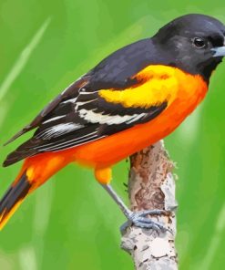 Baltimore Oriole Male Paint By Numbers