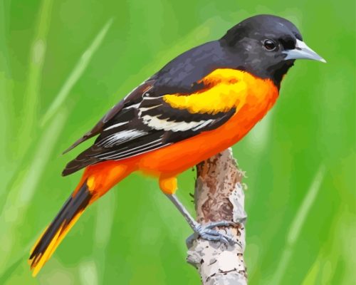 Baltimore Oriole Male Paint By Numbers