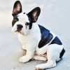 Black And White French Bulldog Sitting Paint By Numbers