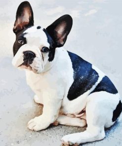 Black And White French Bulldog Sitting Paint By Numbers