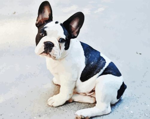 Black And White French Bulldog Sitting Paint By Numbers