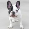 Black And White French Bulldog Dog Smiling Paint By Numbers