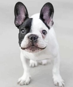 Black And White French Bulldog Dog Smiling Paint By Numbers