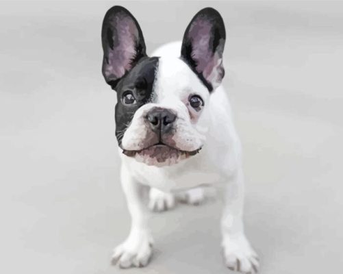 Black And White French Bulldog Dog Smiling Paint By Numbers