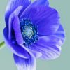 Blue Anenome Paint By Numbers