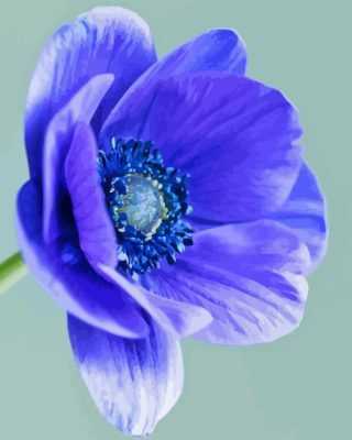 Blue Anenome Paint By Numbers