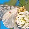 Clodius Parnassian Butterfly On Flower Paint By Numbers