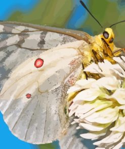 Clodius Parnassian Butterfly On Flower Paint By Numbers