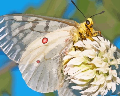 Clodius Parnassian Butterfly On Flower Paint By Numbers