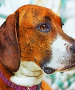 Close Up Plott Hound Head Paint By Numbers