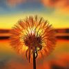 Dandelions At Sunset Paint By Numbers