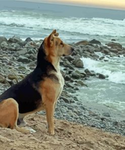 Dog In The Beach Paint By Numbers