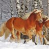 Haflinger Horses In Snow Paint By Numbers