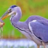 Herring Bird Eating Fish Paint By Numbers