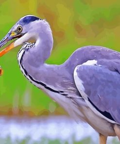 Herring Bird Eating Fish Paint By Numbers