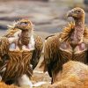 Himalayan Vultures Birds Paint By Numbers