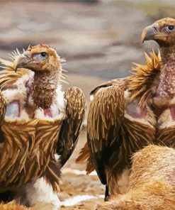 Himalayan Vultures Birds Paint By Numbers