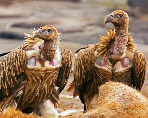 Himalayan Vultures Birds Paint By Numbers