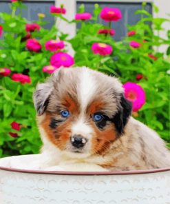 Mini Aussie Puppy Paint By Numbers