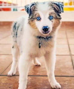 Mini Aussie Paint By Numbers