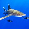 Oceanic Whitetip Shark Paint By Numbers