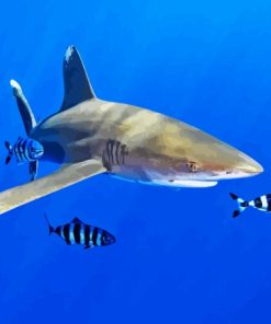 Oceanic Whitetip Shark Paint By Numbers