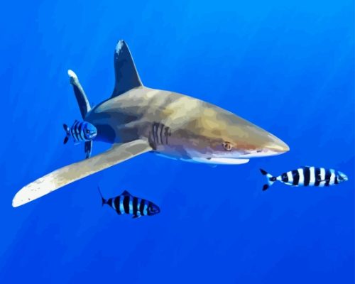 Oceanic Whitetip Shark Paint By Numbers