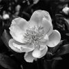 Peony Black And White Paint By Numbers